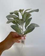 Старець з напиленням світло зелений - Зображення 4