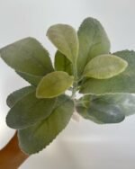 Старець з напиленням світло зелений - Зображення 3