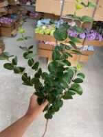 Евкаліпт преміум темно зелений - Зображення 3