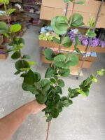 Евкаліпт преміум зелений - Зображення 3