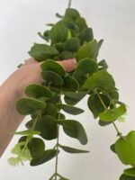 Евкаліпт преміум 3-д - Зображення 3