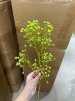 Гіпсофіла преміум зелена - Зображення 3