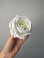 Троянда  бархат біла