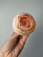 Ранункулус персик