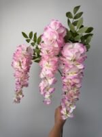 Гліцинія рожева