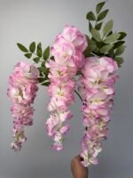 Гліцинія рожева - Зображення 2