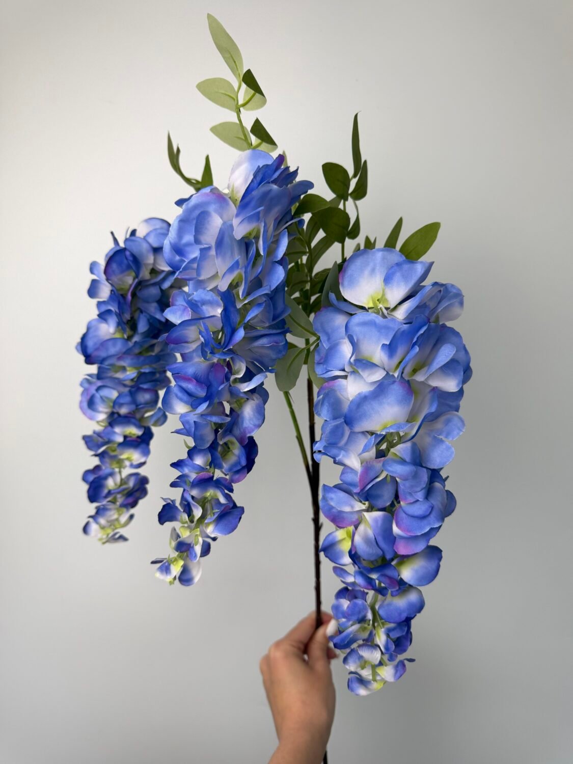 img_0541-2 Гліцинія синя - Зображення 1