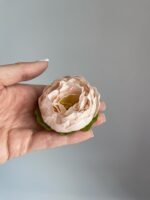 Піон малий беж - Зображення 2