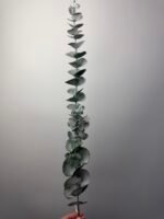 Гілка евкаліпта резинова зелена