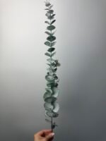 Гілка евкаліпта резинова зелена - Зображення 2