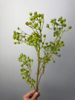 Гіпсофіла преміум зелена - Зображення 2