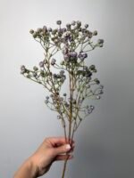 Гіпсофіла преміум фіолет