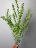 Додаток світло зелений - Зображення 2