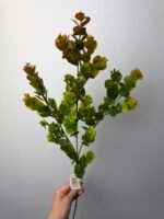 Евкаліпт гілка зелена-руда