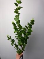 Евкаліпт преміум 3-д