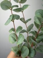 Евкаліпт преміум світло зелений - Зображення 2