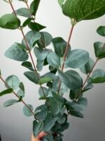 Евкаліпт преміум сизий - Зображення 2