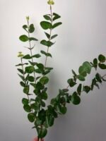 Евкаліпт преміум темно зелений