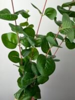 Евкаліпт преміум темно зелений - Зображення 2