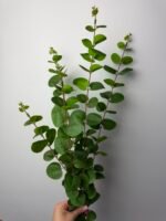 Евкаліпт преміум зелений