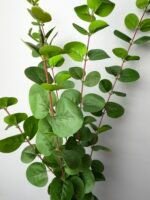 Евкаліпт преміум зелений - Зображення 2