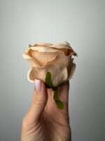 Троянда бархат середня беж - Зображення 2