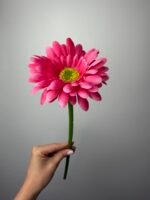 Гербера на гілці малинова