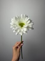 Гербера на гілці біла