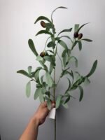 Гілка оливки