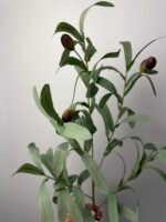 Гілка оливки - Зображення 2