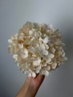 Гортензія преміум беж