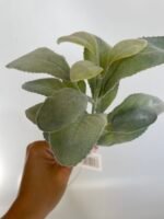 Старець з напиленням світло зелений