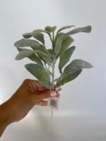 Старець з напиленням світло зелений - Зображення 2