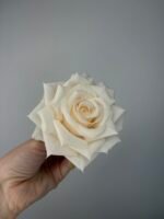 Троянда відкрита хрустка персик - Зображення 2