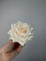 Троянда відкрита хрустка персик - Зображення 3