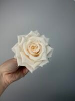 Троянда відкрита хрустка персик