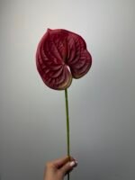 Антуріум преміум бордовий