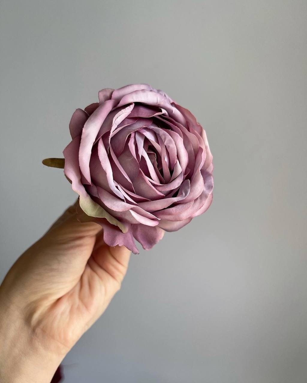 img_2881 Троянда VIP відкрита фіолетова - Зображення 1