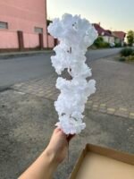 Сакура гілочка біла - Зображення 3