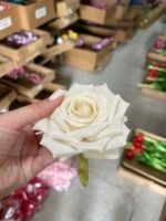 Троянда відкрита хрустка крем - Зображення 3