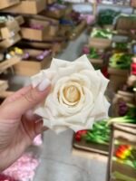 Троянда відкрита хрустка крем