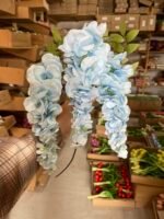 Гліцинія блакитна - Зображення 2