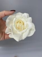 Троянда відкрита молочна