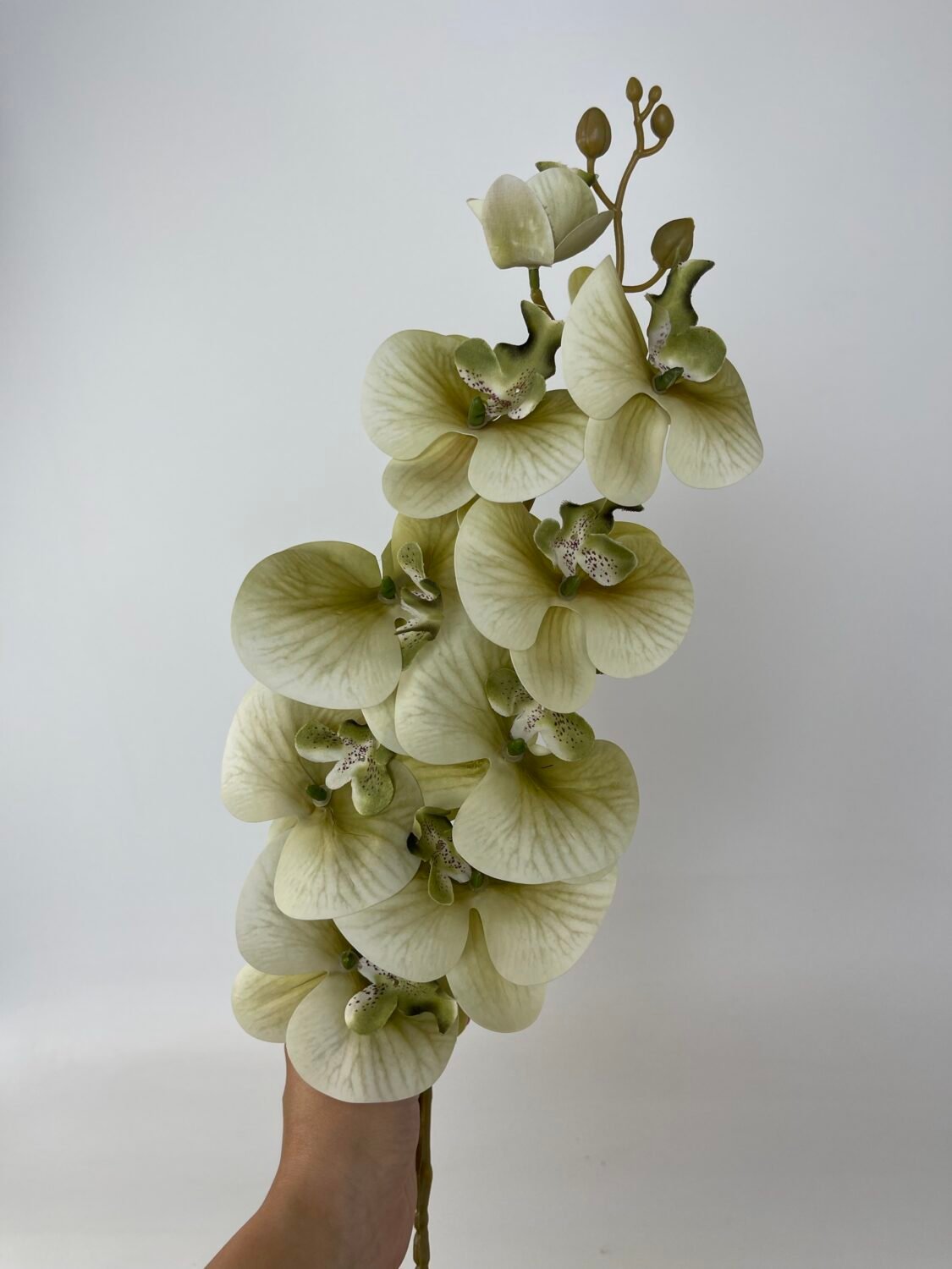 img_4815 Орхідея гелева оливка - Зображення 1