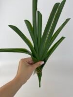 Листя до цимбідіума - Зображення 2