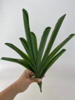 Листя до цимбідіума