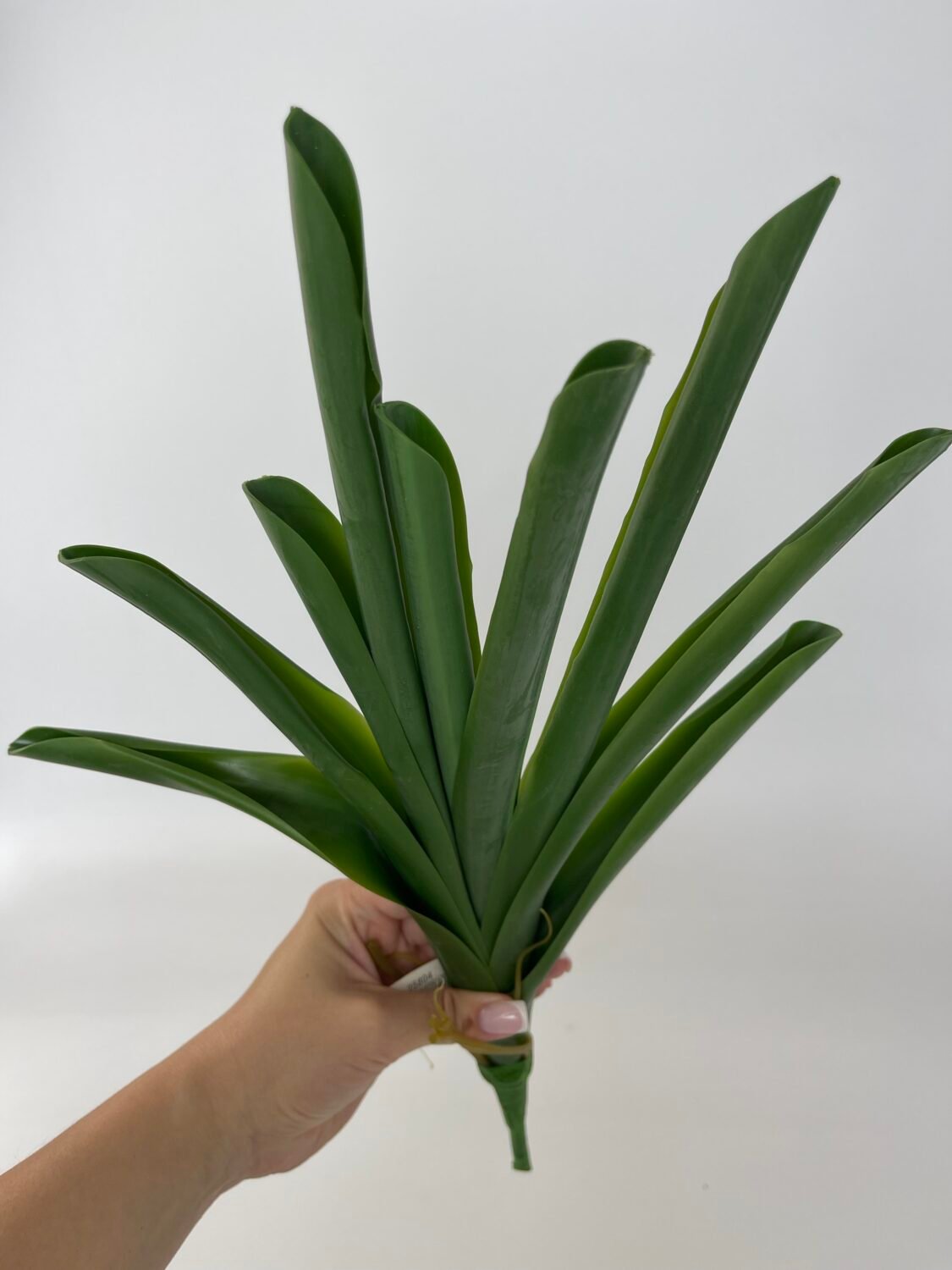 img_4823 Листя до цимбідіума - Зображення 1