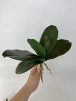 Листя до орхідей преміум L - Зображення 2