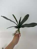 Листя до орхідей преміум L