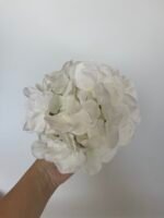 Гортензія  біла